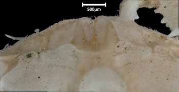 Media type: image;   Invertebrate Zoology CRU-10997 Aspect: ventral maxillipeds